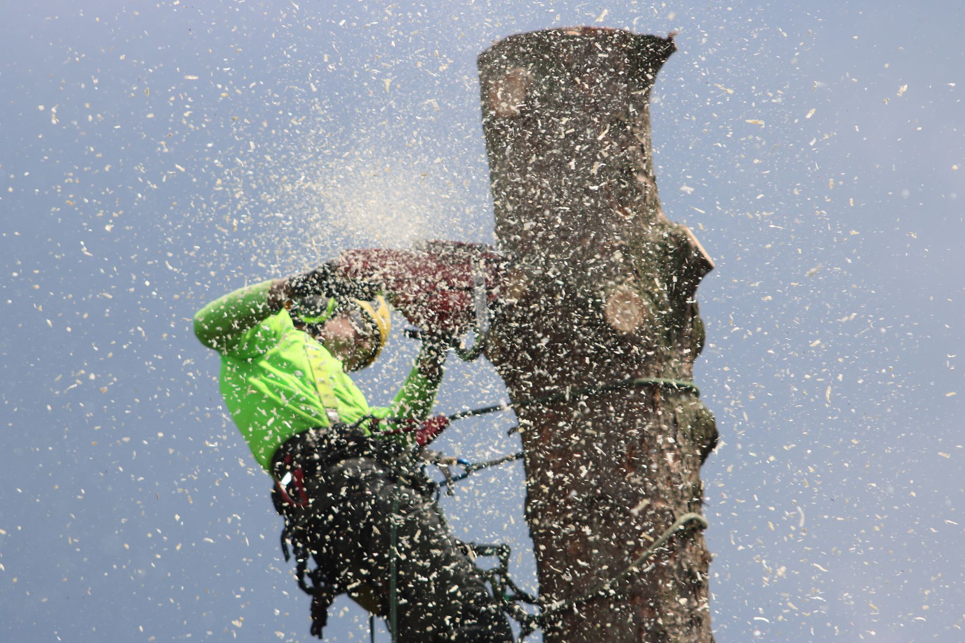 Arborist Service