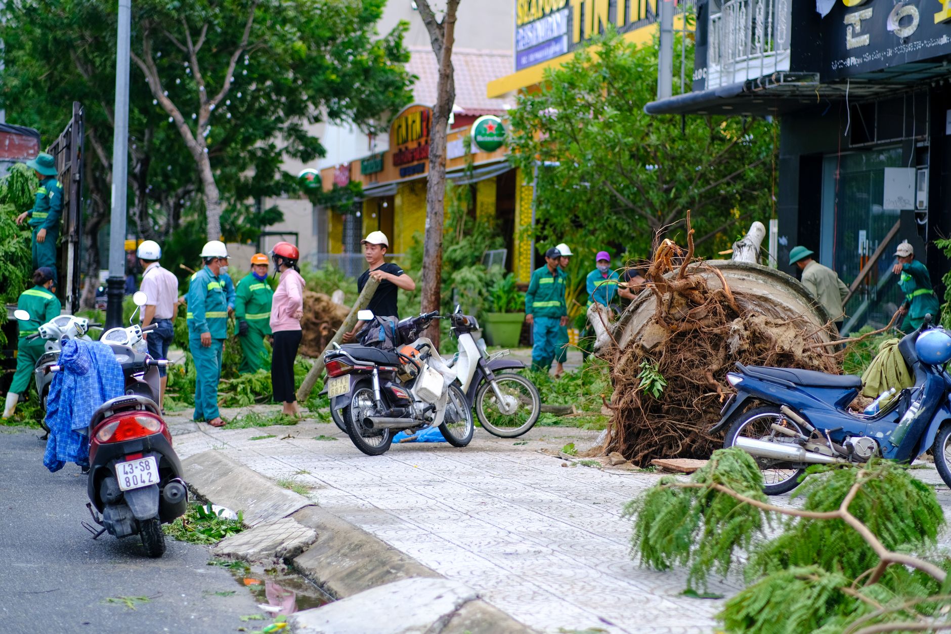 Tree Removal