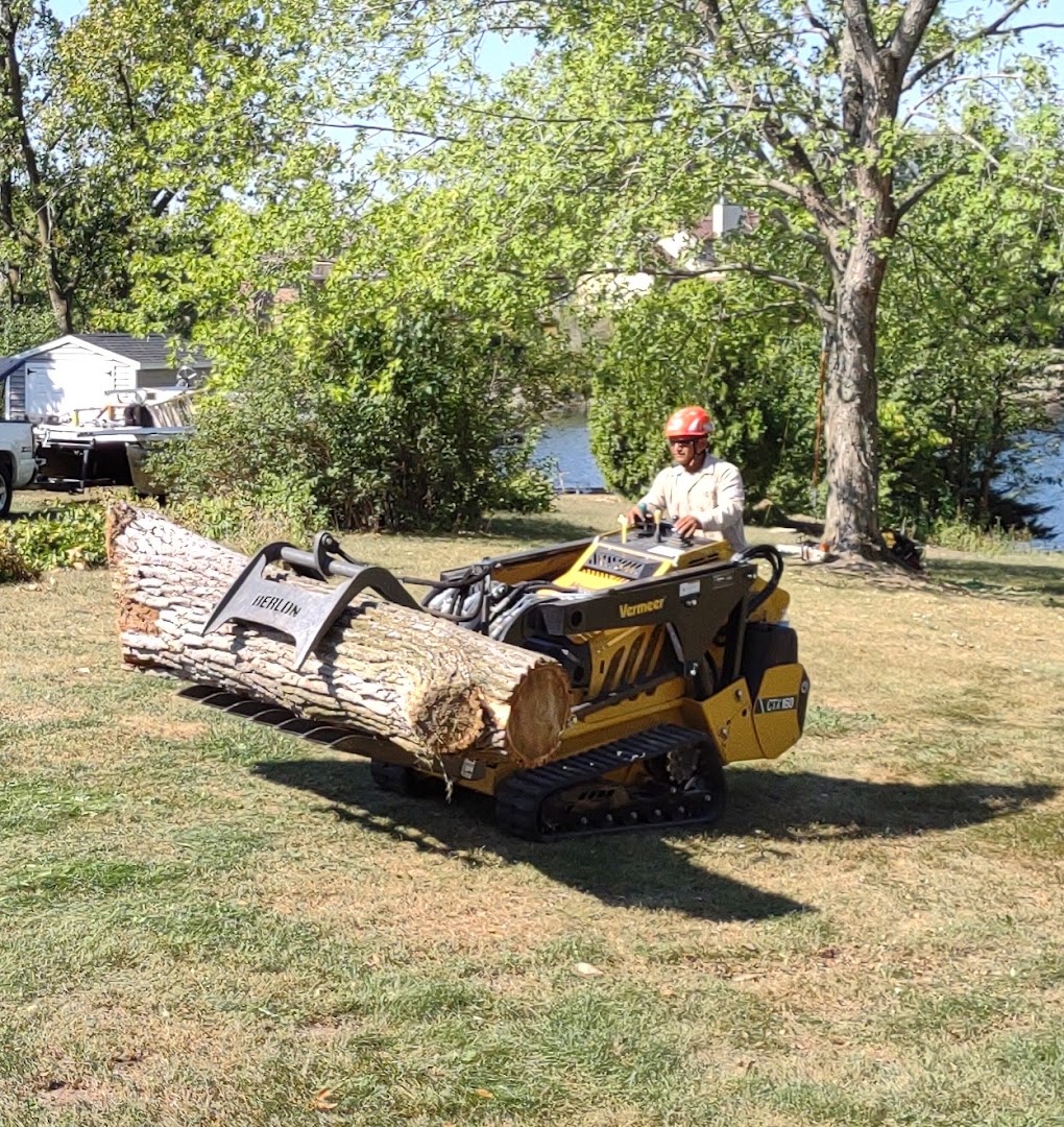 Large oak removal, Wilmington backyard