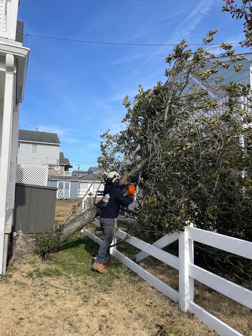 Tree Trimming
