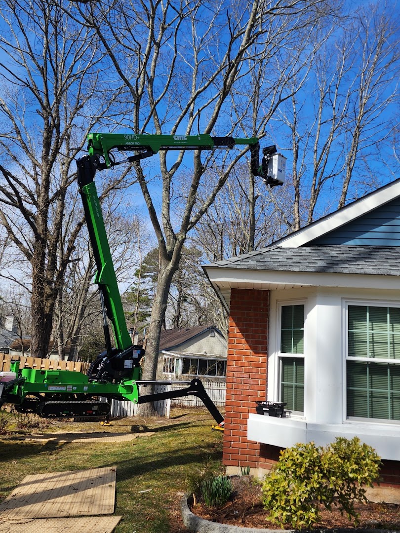 Tree Removal